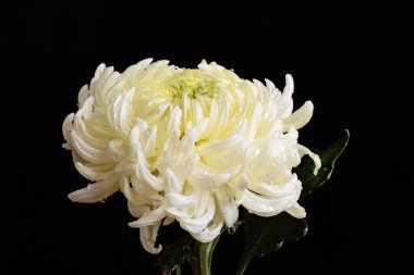 İnanılmaz çiçeklerin açtığı yere yakın.