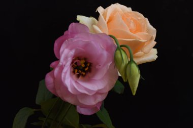 Koyu arkaplanda güzel çiçekler, yaz konsepti, yakın manzara  