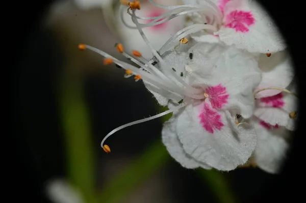 Schöne Blumen Wachsen Freien Sommerkonzept Nahsicht — Stockfoto