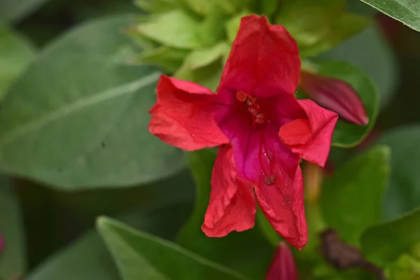 夏日阳光明媚的花园里 盛开着美丽的花朵 — 图库照片