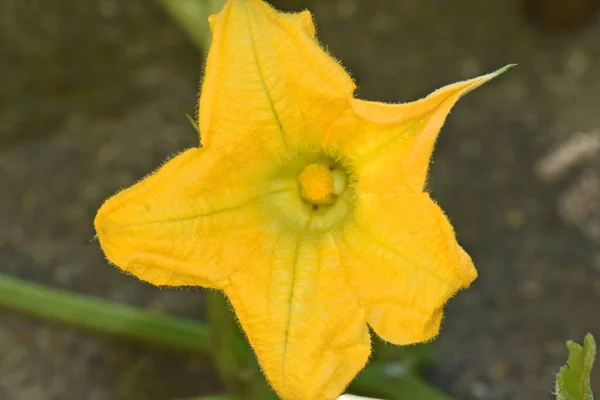 Belles Fleurs Poussant Dans Jardin Journée Ensoleillée Été — Photo