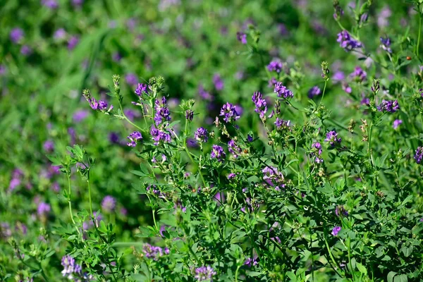 Beautiful Flowers Growing Outdoor Summer Concept Close View — Stock Photo, Image