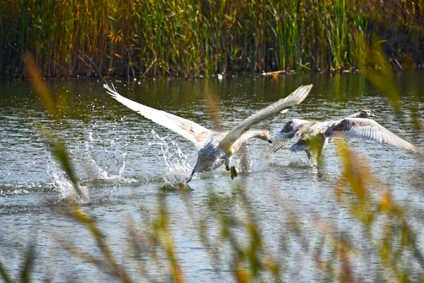 Krásné Bílé Labutě Létající Nad Hladinou Jezera Letní Den — Stock fotografie