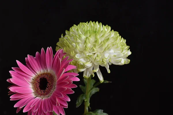 Hermosas Flores Sobre Fondo Oscuro Concepto Verano Vista Cercana — Foto de Stock