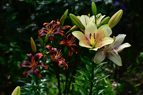 Mooie Lelies Groeien Tuin Zomer Zonnige Dag — Stockfoto