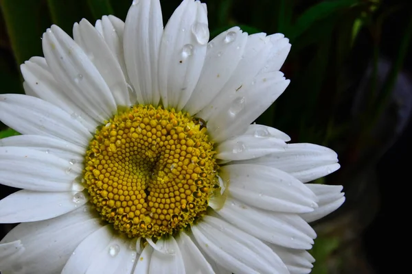 Schöne Blumen Wachsen Garten Sonnigen Sommertag — Stockfoto