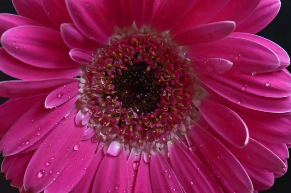 Vacker Gerbera Mörk Bakgrund Sommar Koncept Nära Utsikt — Stockfoto