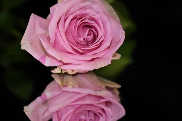 Piękny Kwiat Róży Refleksją Ciemnym Tle Koncepcja Lato Widok Bliska — Zdjęcie stockowe
