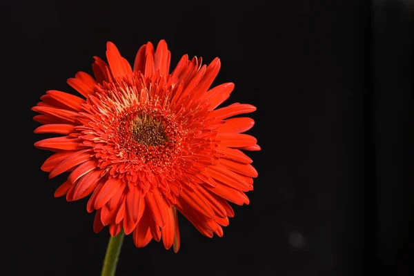 Belle Gerbera Sur Fond Sombre Concept Été Vue Rapprochée — Photo