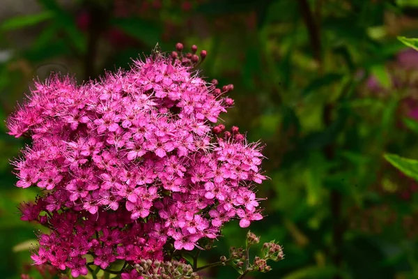 Hermosas Flores Que Crecen Aire Libre Concepto Verano Vista Cercana —  Fotos de Stock