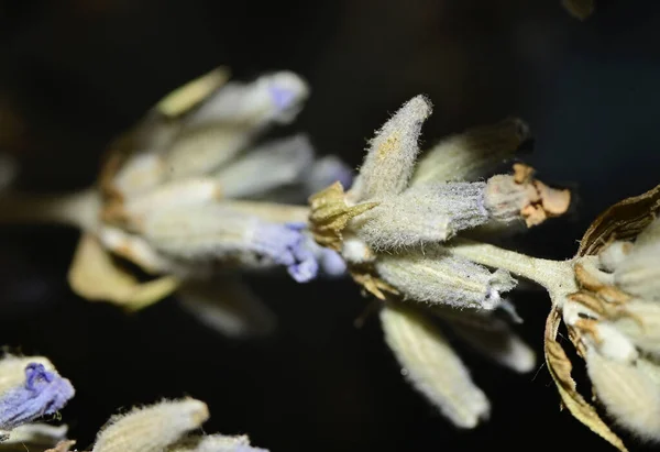 Schöne Blumen Wachsen Freien Sommerkonzept Nahsicht — Stockfoto