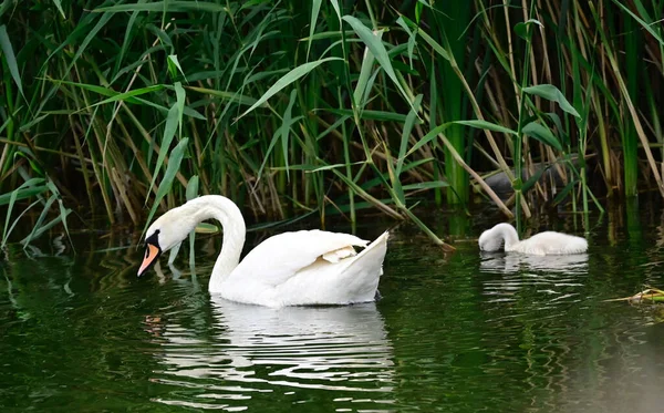 Schöne Weiße Schwäne Die Sommertagen Auf Der Wasseroberfläche Des Sees — Stockfoto