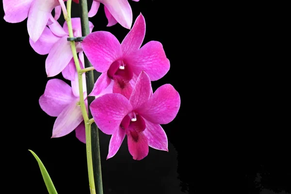 Hermosas Flores Orquídea Sobre Fondo Oscuro Concepto Verano Vista Cercana —  Fotos de Stock
