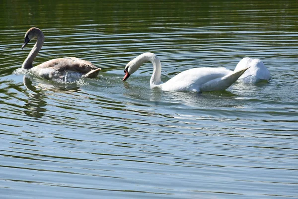 美丽的白天鹅在湖面上游动 — 图库照片