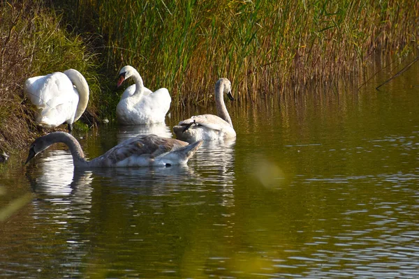 Belos Cisnes Brancos Nadando Superfície Água Lago Dia Verão — Fotografia de Stock