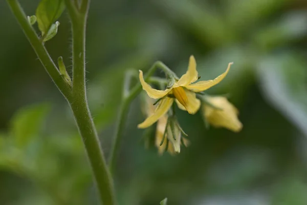 Hermosas Flores Que Crecen Jardín Verano Día Soleado — Foto de Stock