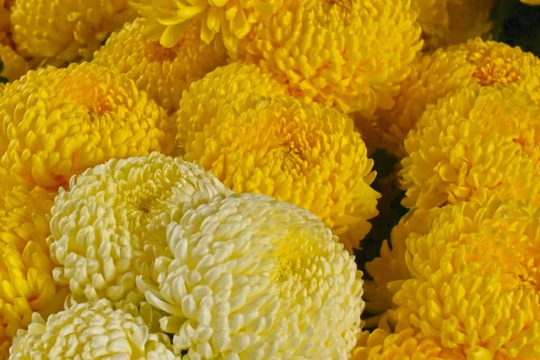 Beautiful Chrysanthemums Dark Background Summer Concept Close View — Stock Photo, Image