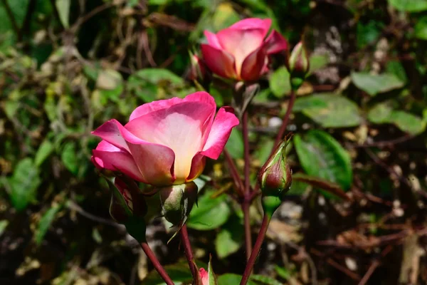 Vackra Rosor Mörk Bakgrund Sommar Koncept Nära Utsikt — Stockfoto