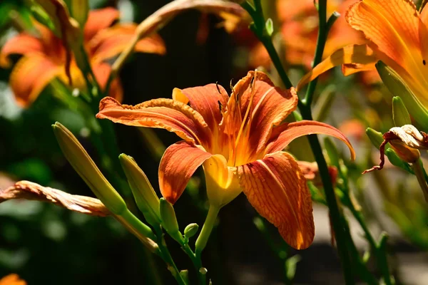 Hermosas Flores Lirio Creciendo Jardín Verano Día Soleado — Foto de Stock