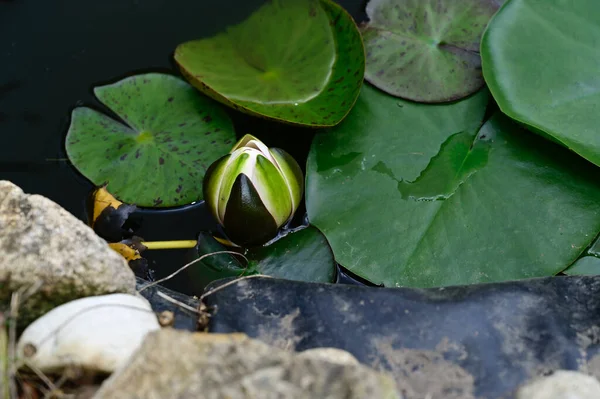 Mooie Bloeiende Lotus Groeien Vijver Zomerdag — Stockfoto