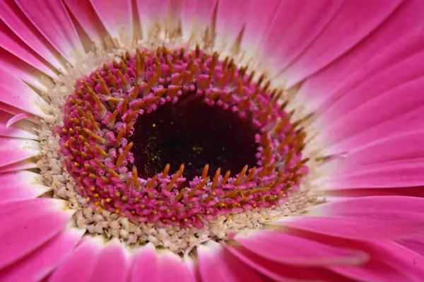 素晴らしい花の終わり — ストック写真
