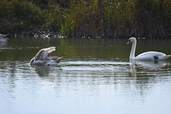 Красиві Білі Лебеді Плавають Поверхні Води Озера Літній День — стокове фото