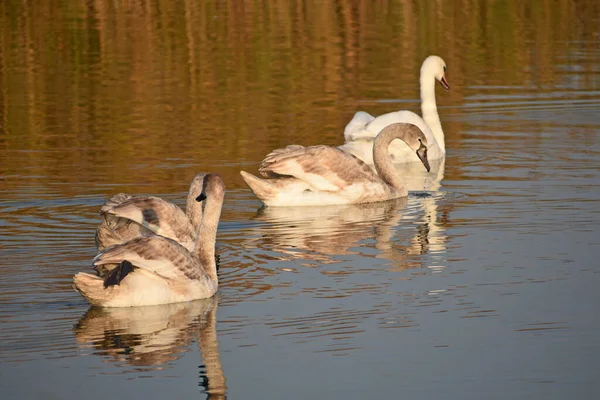 Beautiful White Swans Swimming Lake Water Surface Summer Day — Stock Photo, Image