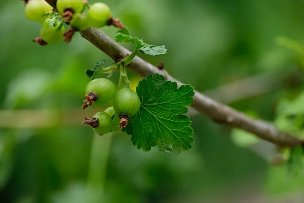 有山莓的灌木 夏季概念 — 图库照片