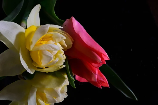 Zarte Blumen Auf Schwarzem Hintergrund Nahaufnahme — Stockfoto