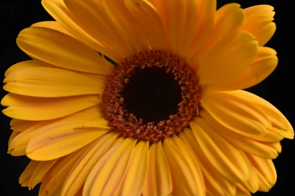 Bela Gerbera Fundo Escuro Conceito Verão Vista Perto — Fotografia de Stock