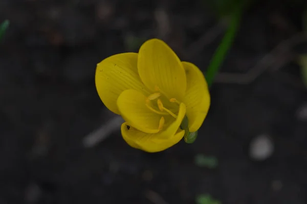 Hermosa Flor Amarilla Creciendo Jardín Verano Día Soleado — Foto de Stock