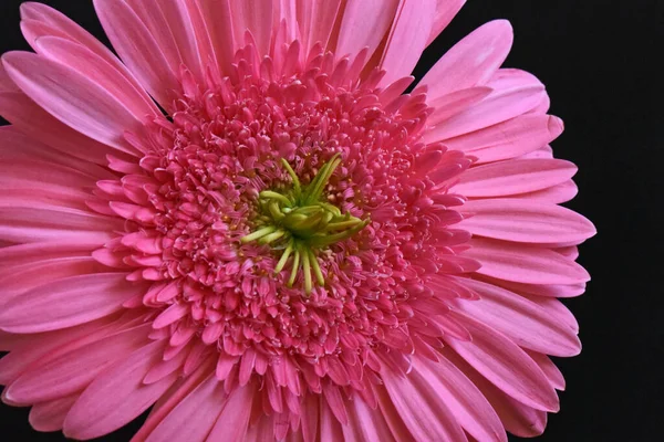 Belles Fleurs Sur Fond Sombre Concept Été Vue Rapprochée — Photo