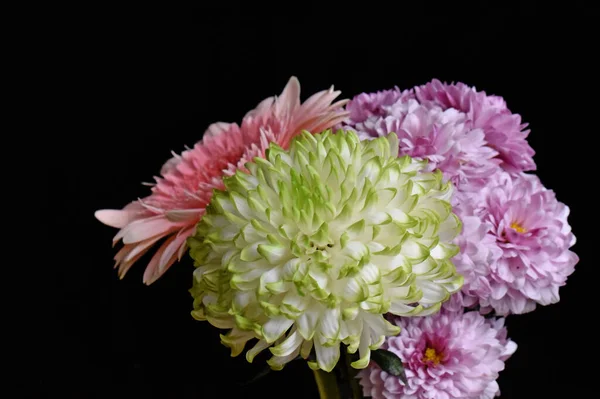 Primer Plano Flores Increíbles Florecen — Foto de Stock