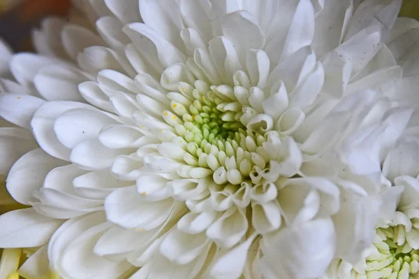 Primer Plano Flores Increíbles Florecen — Foto de Stock