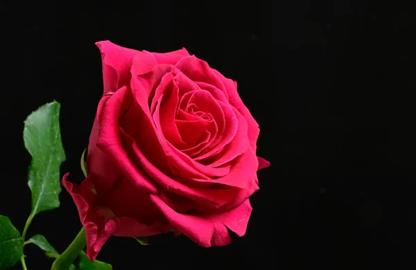 İnanılmaz çiçeklerin açtığı yere yakın.