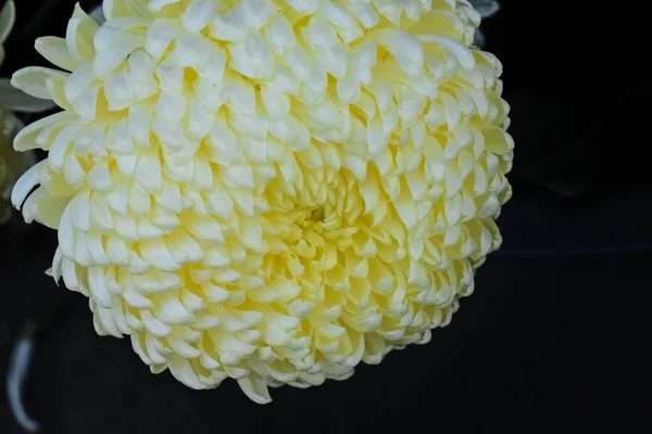 Mooie Chrysant Donkere Achtergrond Zomerconcept Close View — Stockfoto