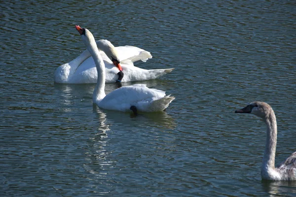 Krásné Bílé Labutě Plavání Vodní Hladině Jezera Letní Den — Stock fotografie