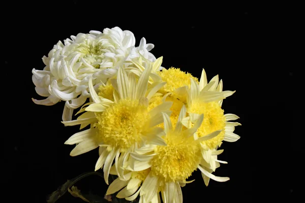 Beautiful Chrysanthemums Dark Background Summer Concept Close View — Stock Photo, Image