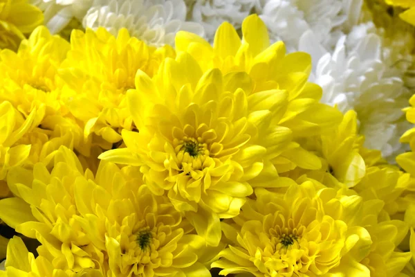 Schöne Chrysanthemen Auf Dunklem Hintergrund Sommerkonzept Nahsicht — Stockfoto