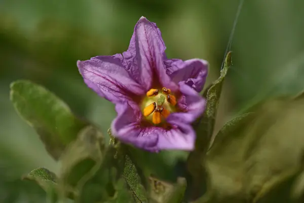 深色背景的美丽的紫色花朵 夏季概念 — 图库照片
