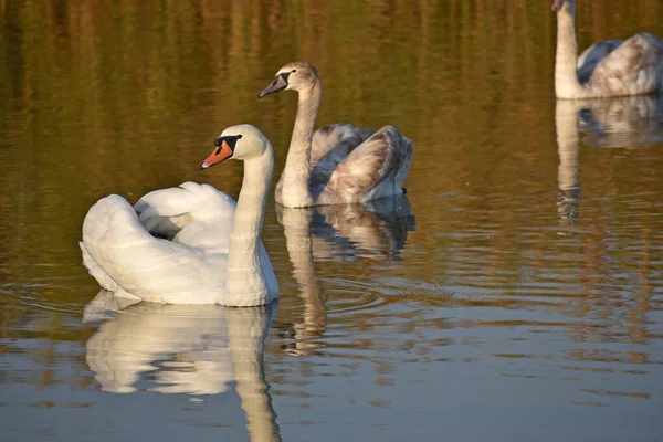 Красивые Белые Лебеди Купающиеся Поверхности Озера Летний День — стоковое фото