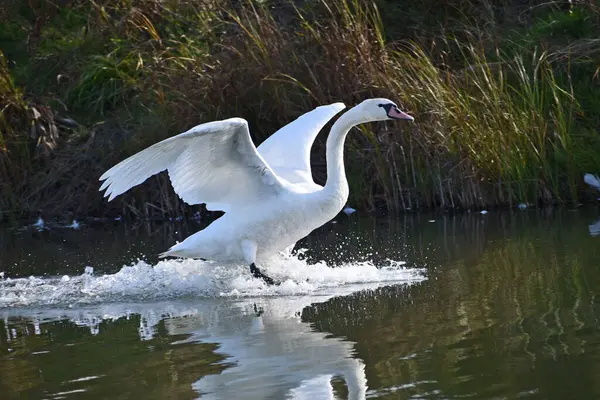 Krásná Bílá Labuť Plavání Vodní Hladině Jezera Letní Den — Stock fotografie