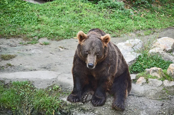 Brown Bear Forest — Stock Photo, Image