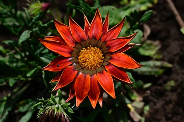 Belas Flores Crescendo Jardim Verão Dia Ensolarado — Fotografia de Stock