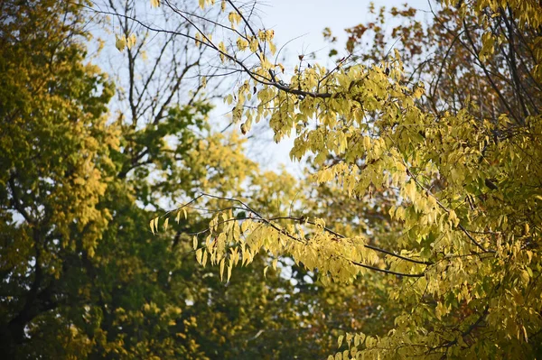 하늘을 배경으로 나뭇잎이 가지들을 바라봄 — 스톡 사진
