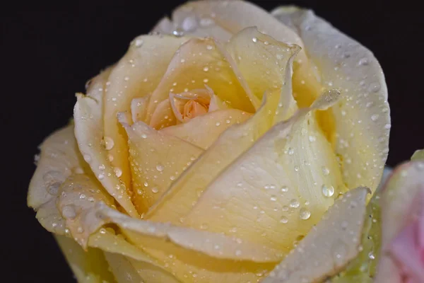 Όμορφο Τριαντάφυλλο Λουλούδι Σκούρο Φόντο Έννοια Του Καλοκαιριού Κοντινή Θέα — Φωτογραφία Αρχείου