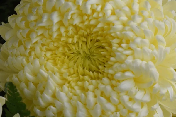 Красивая Хризантема Темном Фоне Летняя Концепция Вид Сверху — стоковое фото