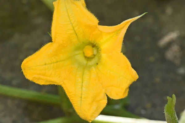 Belles Fleurs Poussant Dans Jardin Journée Ensoleillée Été — Photo