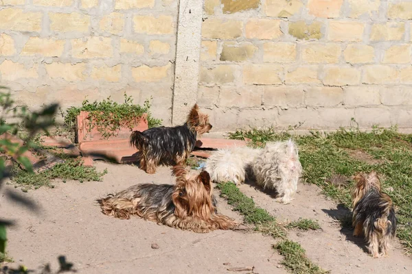 Şirin Köpekler Yaz Günü Dışarıda Eğleniyorlar — Stok fotoğraf