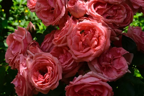 Hermosas Rosas Sobre Fondo Oscuro Concepto Verano Vista Cercana —  Fotos de Stock